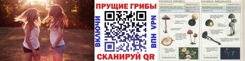 OMG сайт Афипский Галлюциногенные грибы ЛСД